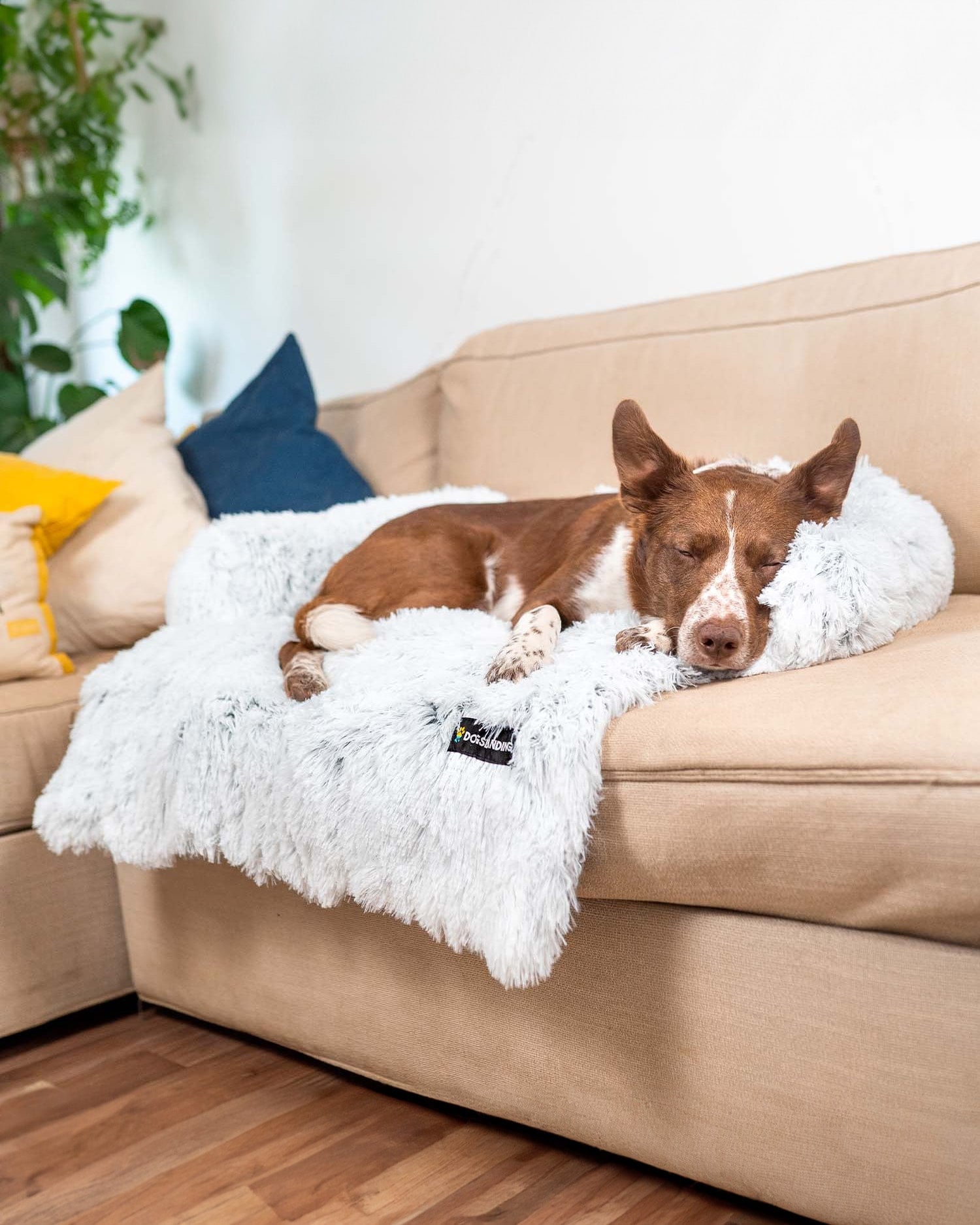 Cane che dorme sul copridivano bianco