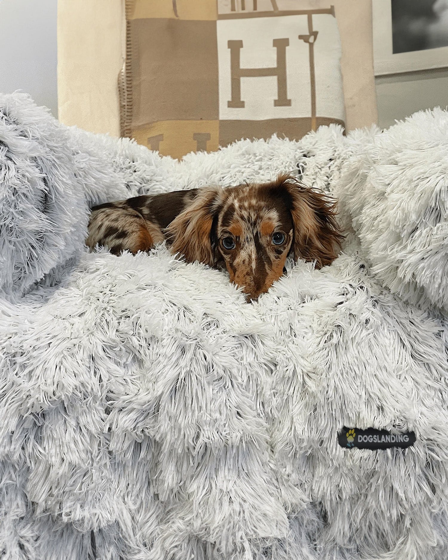 Cane piccolo avvolto nel copridivano